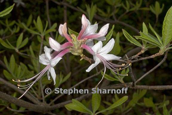 rhododendron canescens subsection pentanthera 1 graphic